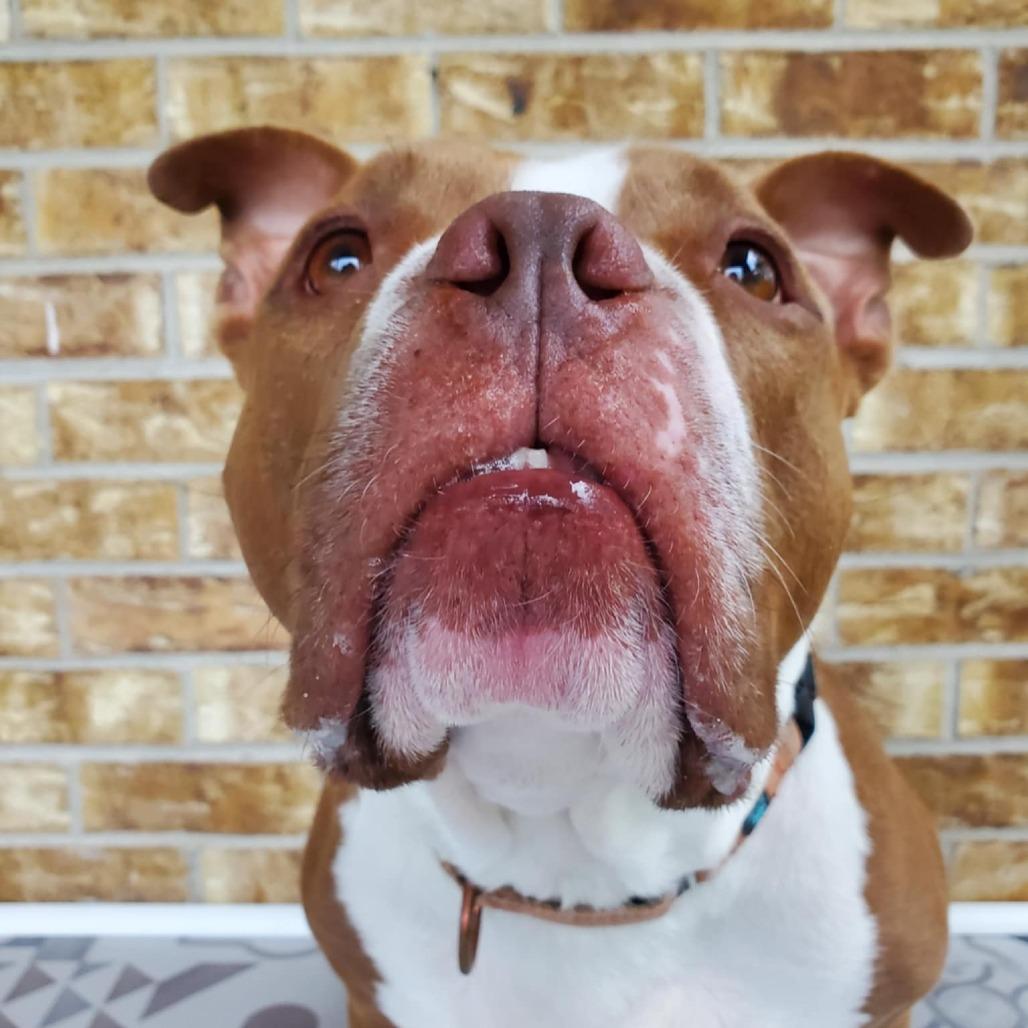 Percy, Adoptable, Adult Male American Staffordshire Terrier & Mixed Breed.