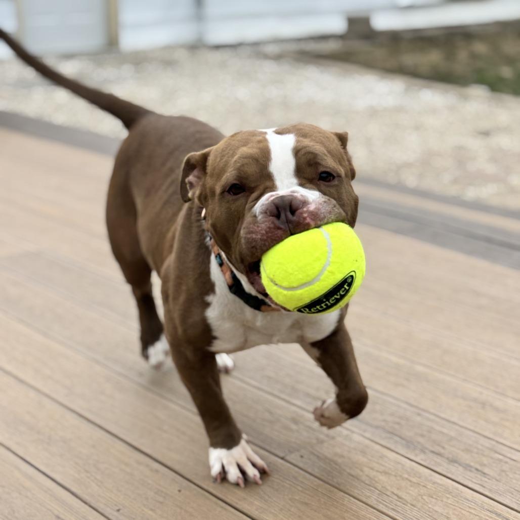 Percy, a Adoptable mixed breed in Wauwatosa, WI image 1/6