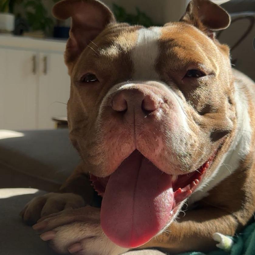 Percy, a Adoptable mixed breed in Wauwatosa, WI image 2/6