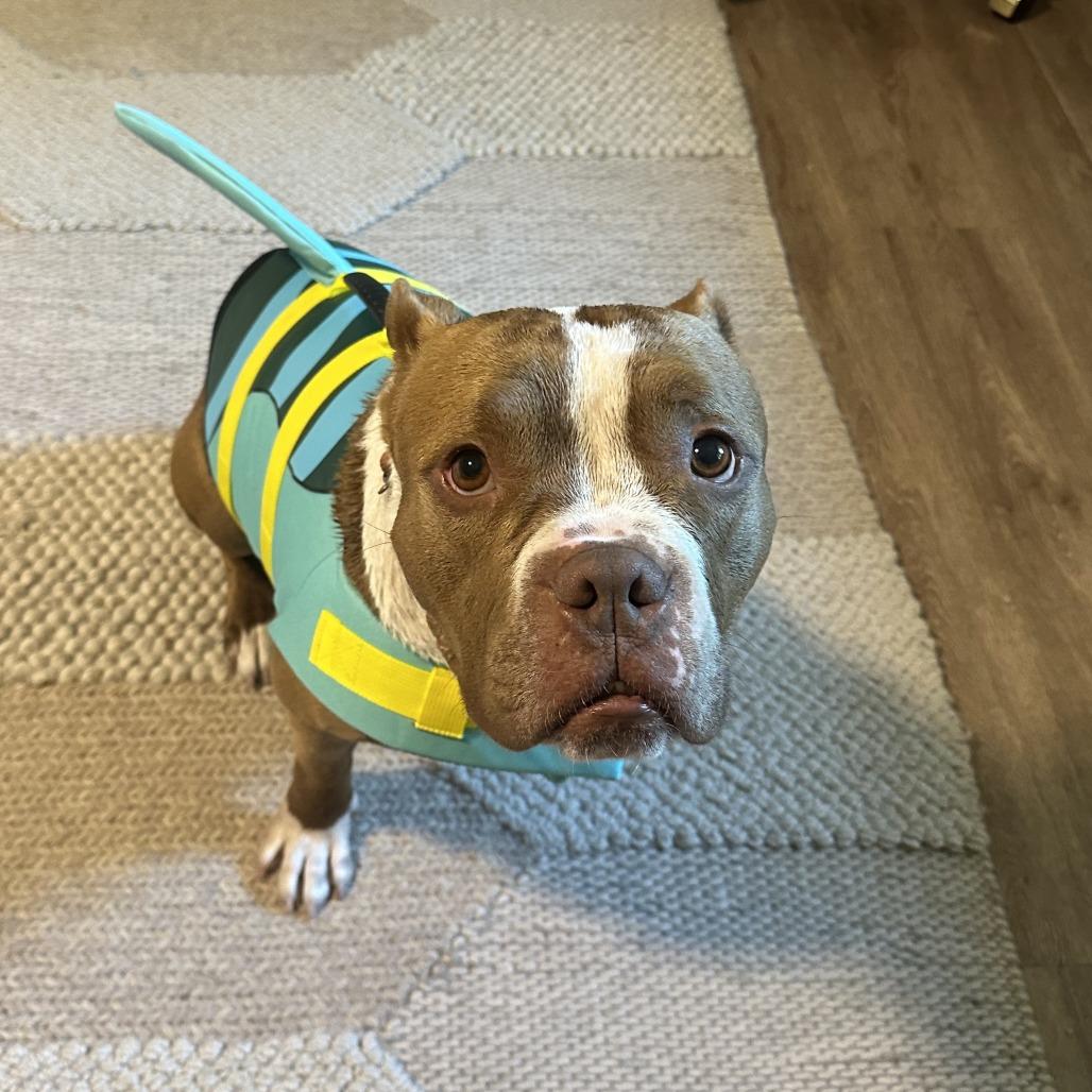 Percy, a Adoptable mixed breed in Wauwatosa, WI image 2/6