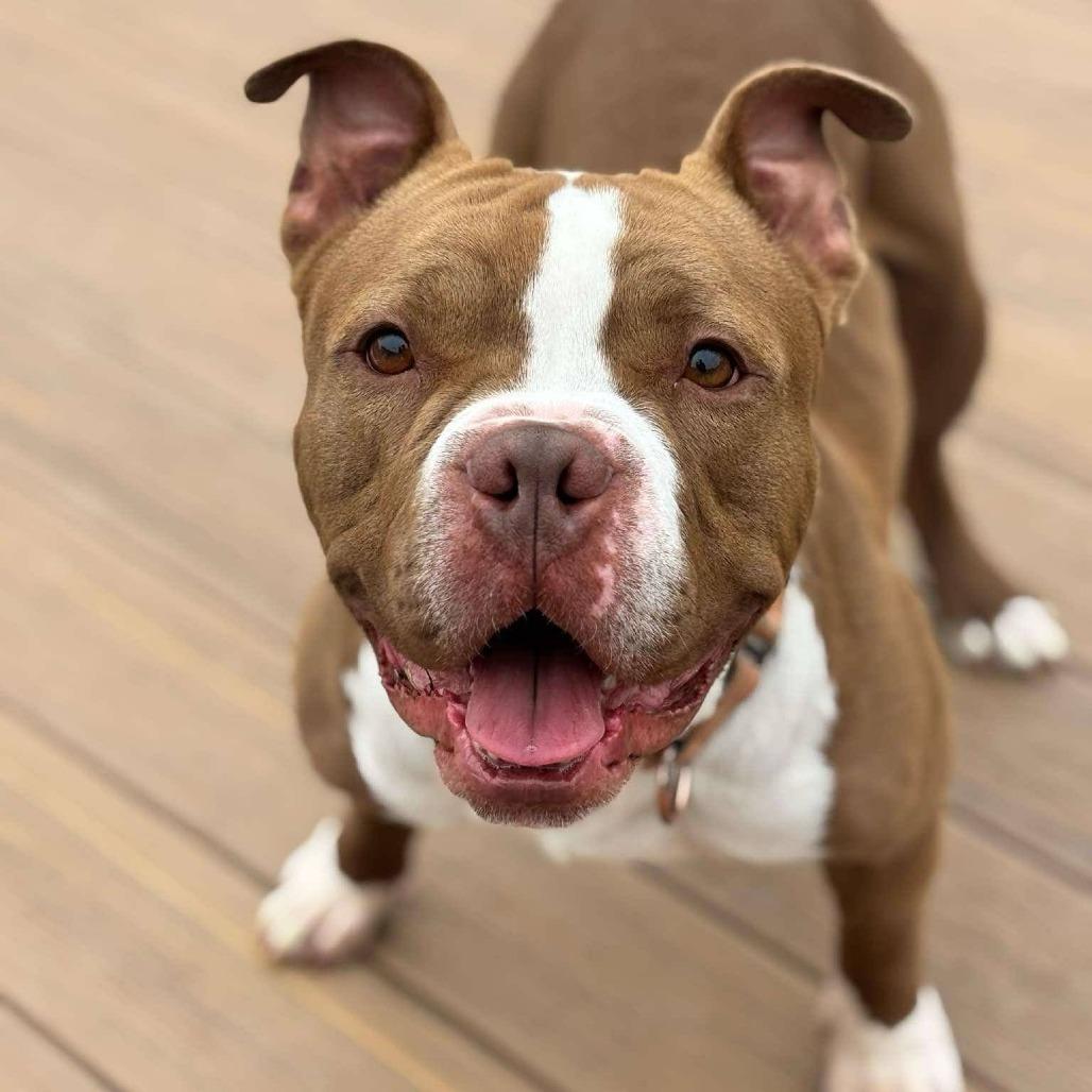 Percy, a Adoptable mixed breed in Wauwatosa, WI image 3/6