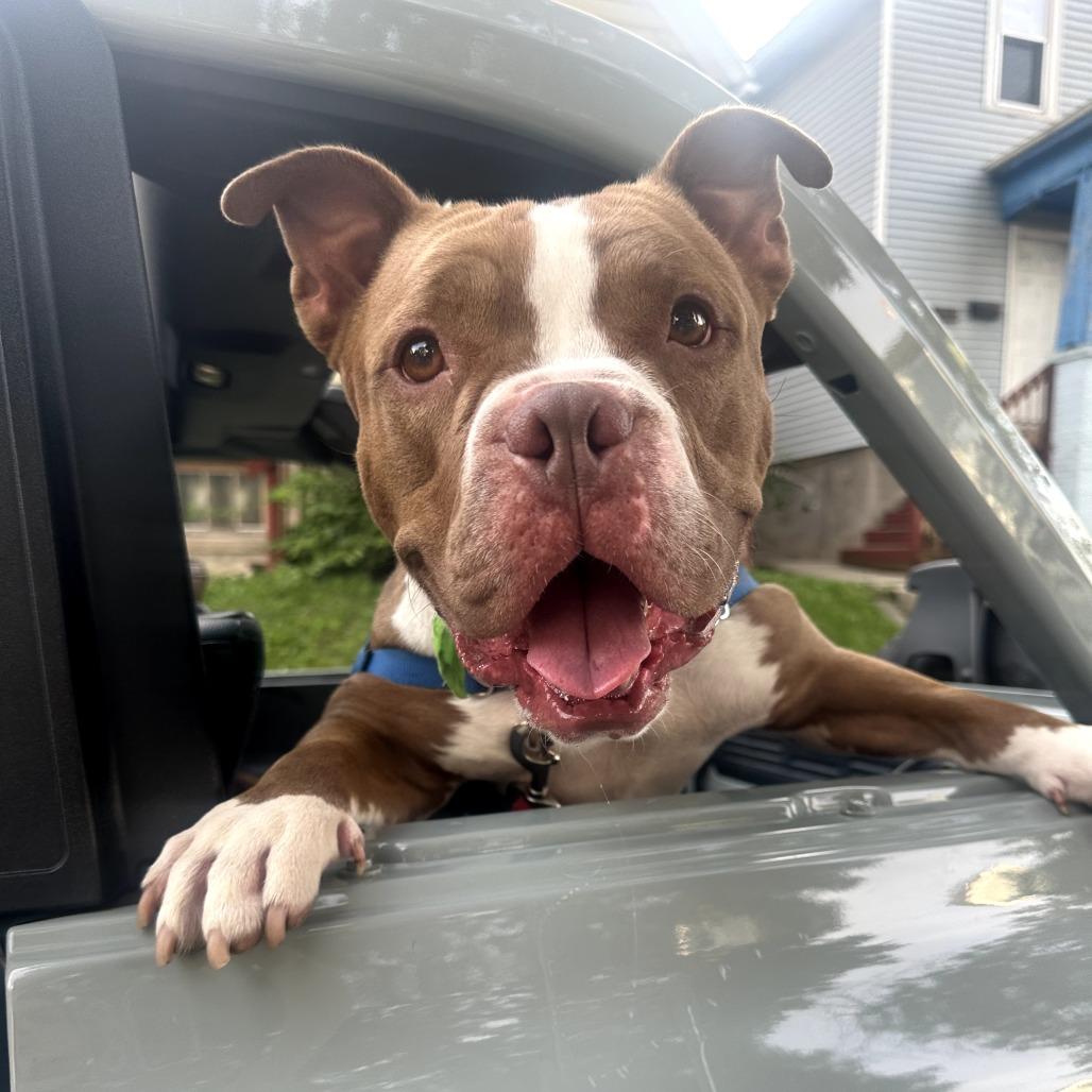 Percy, a Adoptable mixed breed in Wauwatosa, WI image 4/6