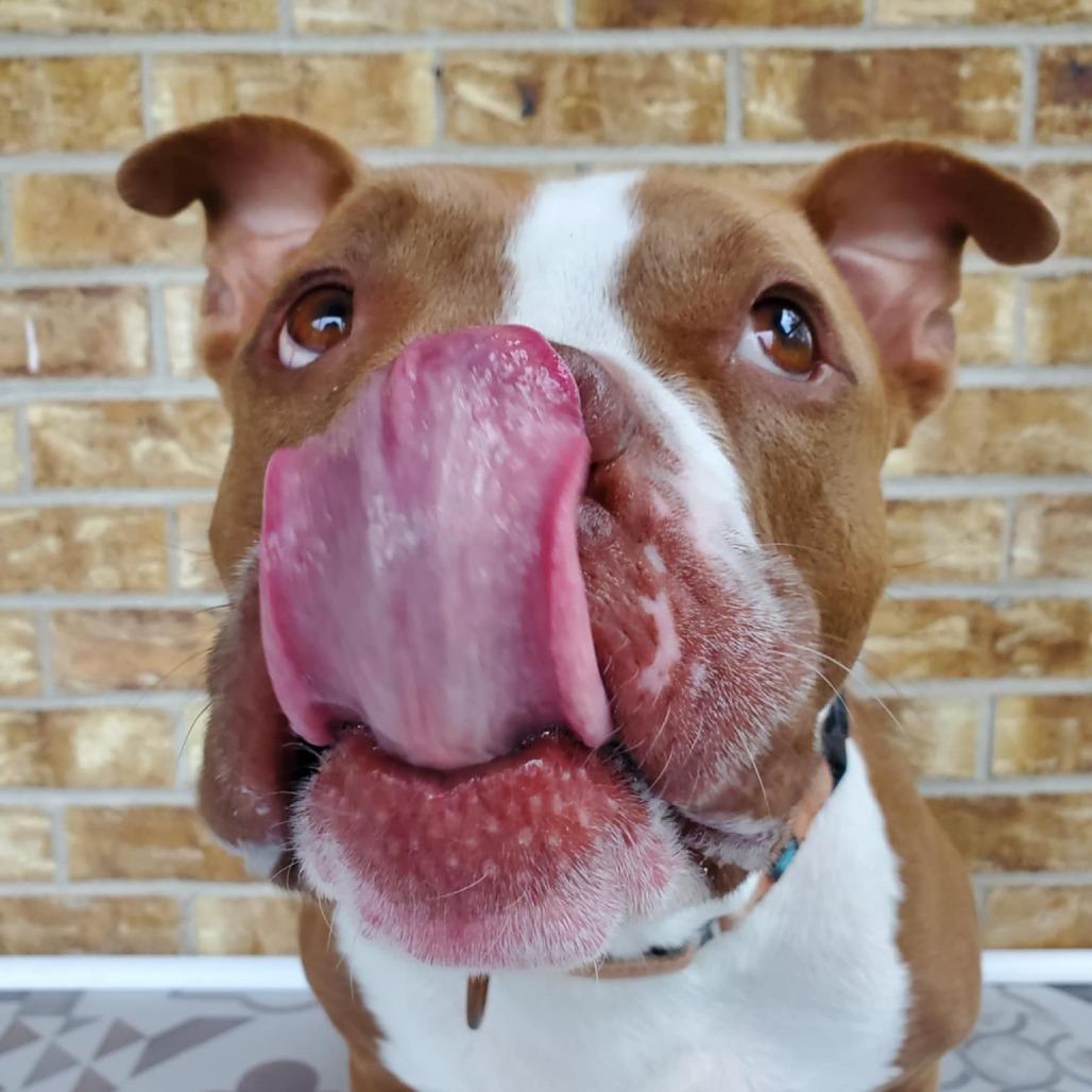 Percy, a Adoptable mixed breed in Wauwatosa, WI image 4/6