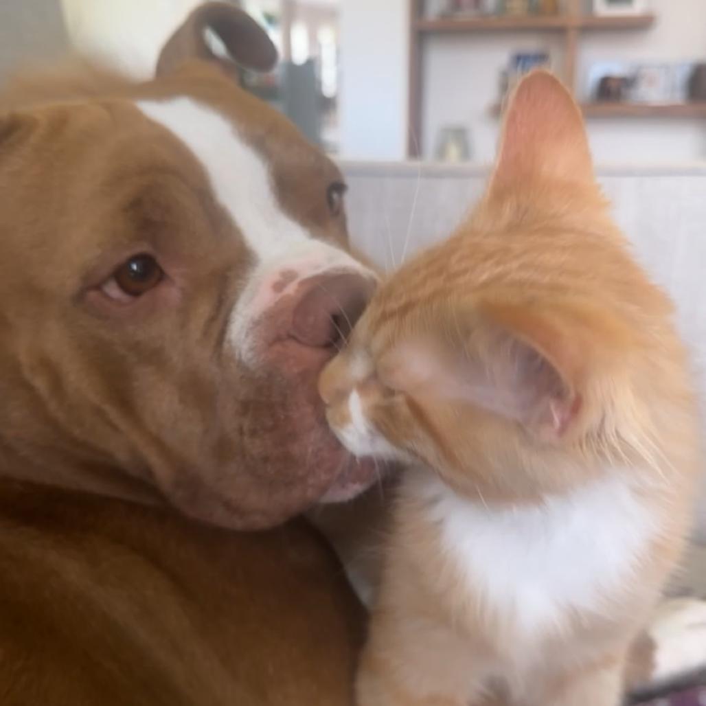 Percy, a Adoptable mixed breed in Wauwatosa, WI image 5/6