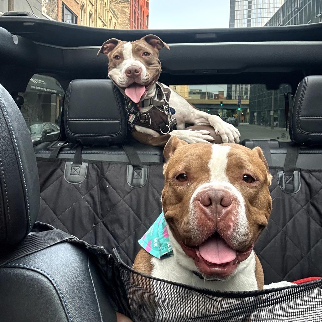 Percy, a Adoptable mixed breed in Wauwatosa, WI image 5/6