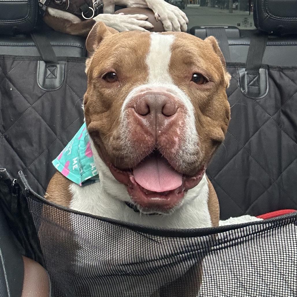 Percy, a Adoptable mixed breed in Wauwatosa, WI image 6/6