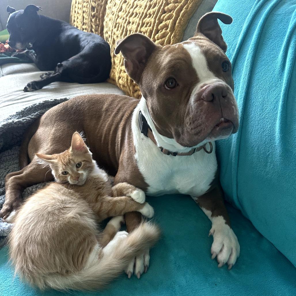 Percy, a Adoptable mixed breed in Wauwatosa, WI image 6/6