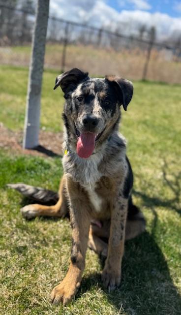 Toby, an adopted mixed breed in Albany, NY image 3/6