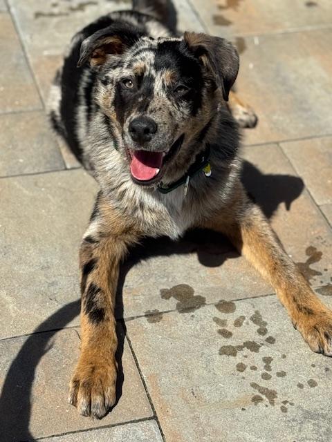 Toby, an adopted mixed breed in Albany, NY image 4/6