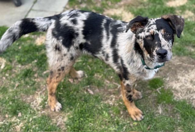 Toby, an adopted mixed breed in Albany, NY image 6/6