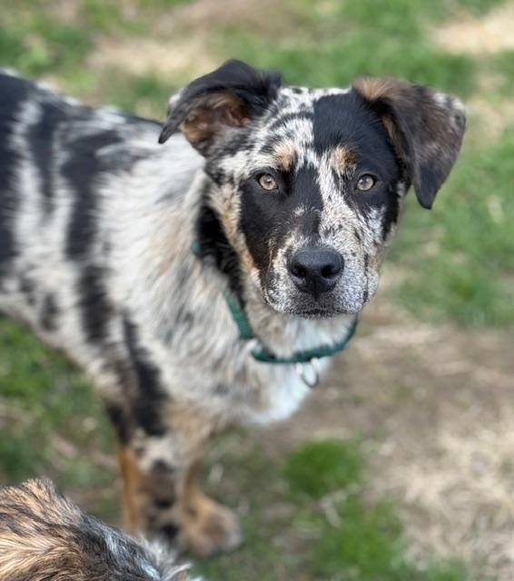 Toby, an adopted mixed breed in Albany, NY image 2/6
