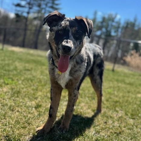 Toby, an adopted mixed breed in Albany, NY image 5/6