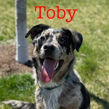 Toby, adopted, Puppy Male Labradoodle & Husky.