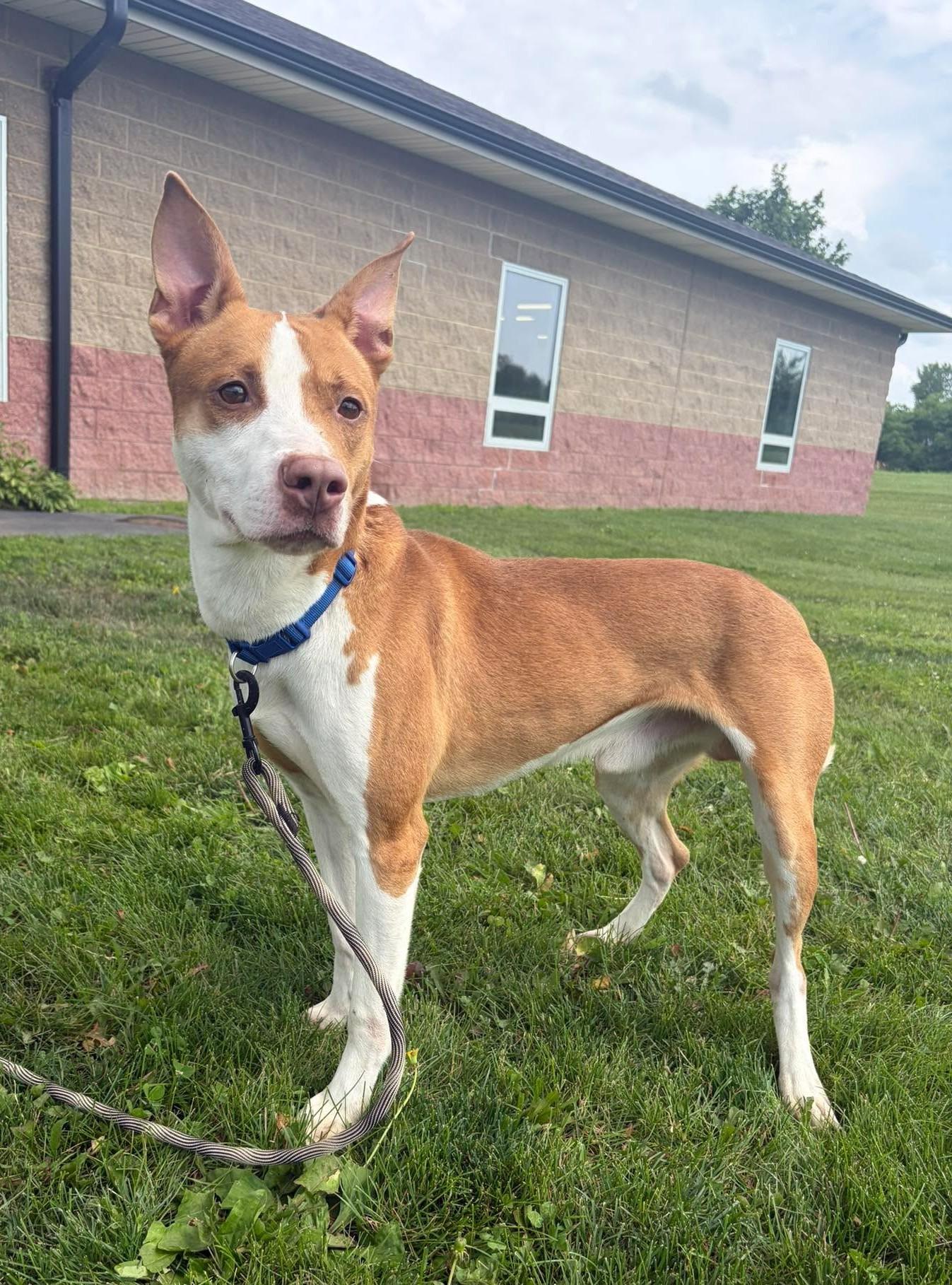 Stefan, a ADOPTABLE mixed breed in Maryville, MO image 2/3