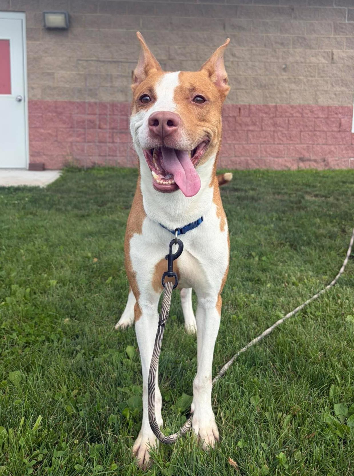 Stefan, a ADOPTABLE mixed breed in Maryville, MO image 3/3