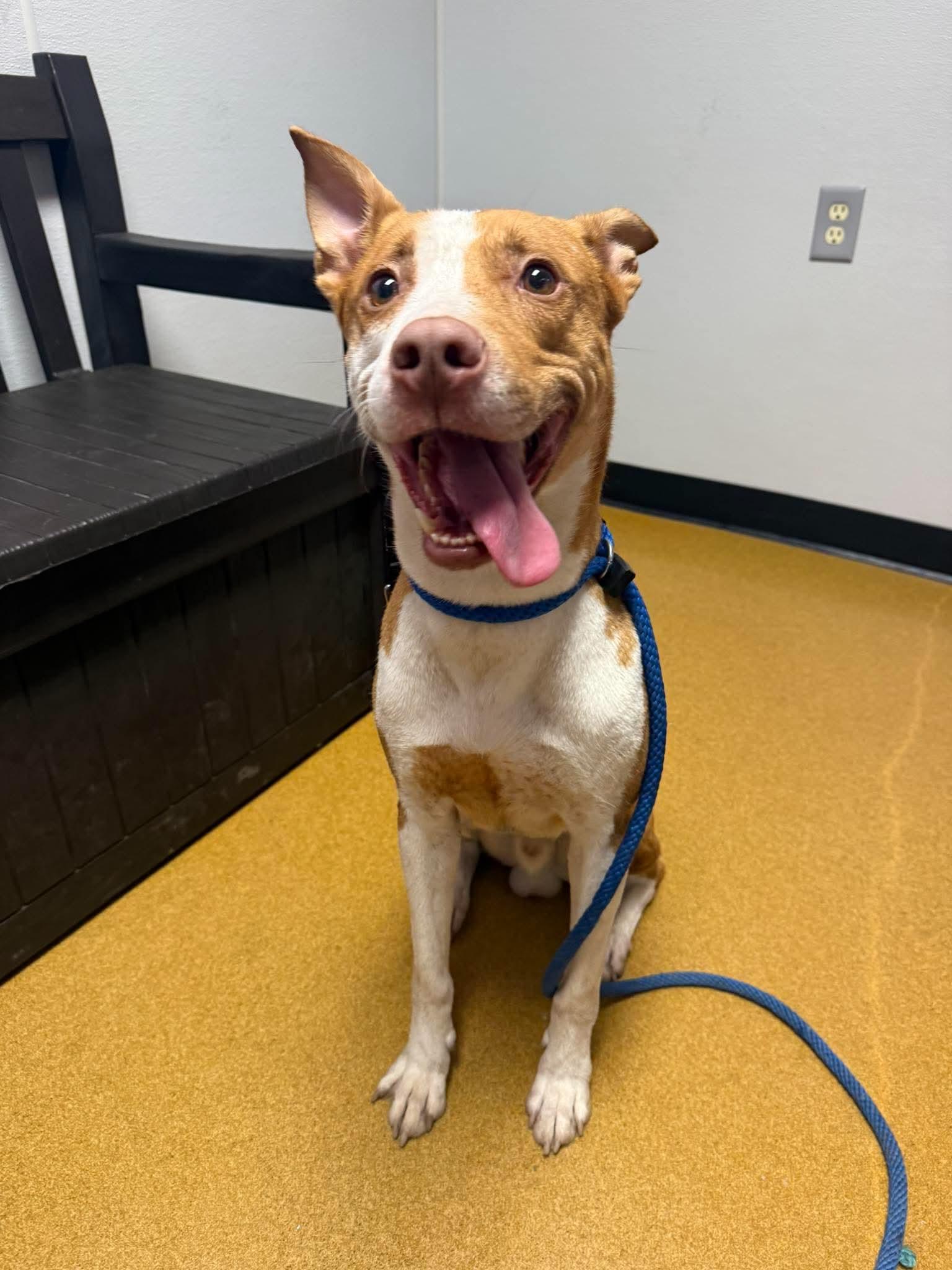 Stefan, ADOPTABLE, Adult Male Pit Bull Terrier.