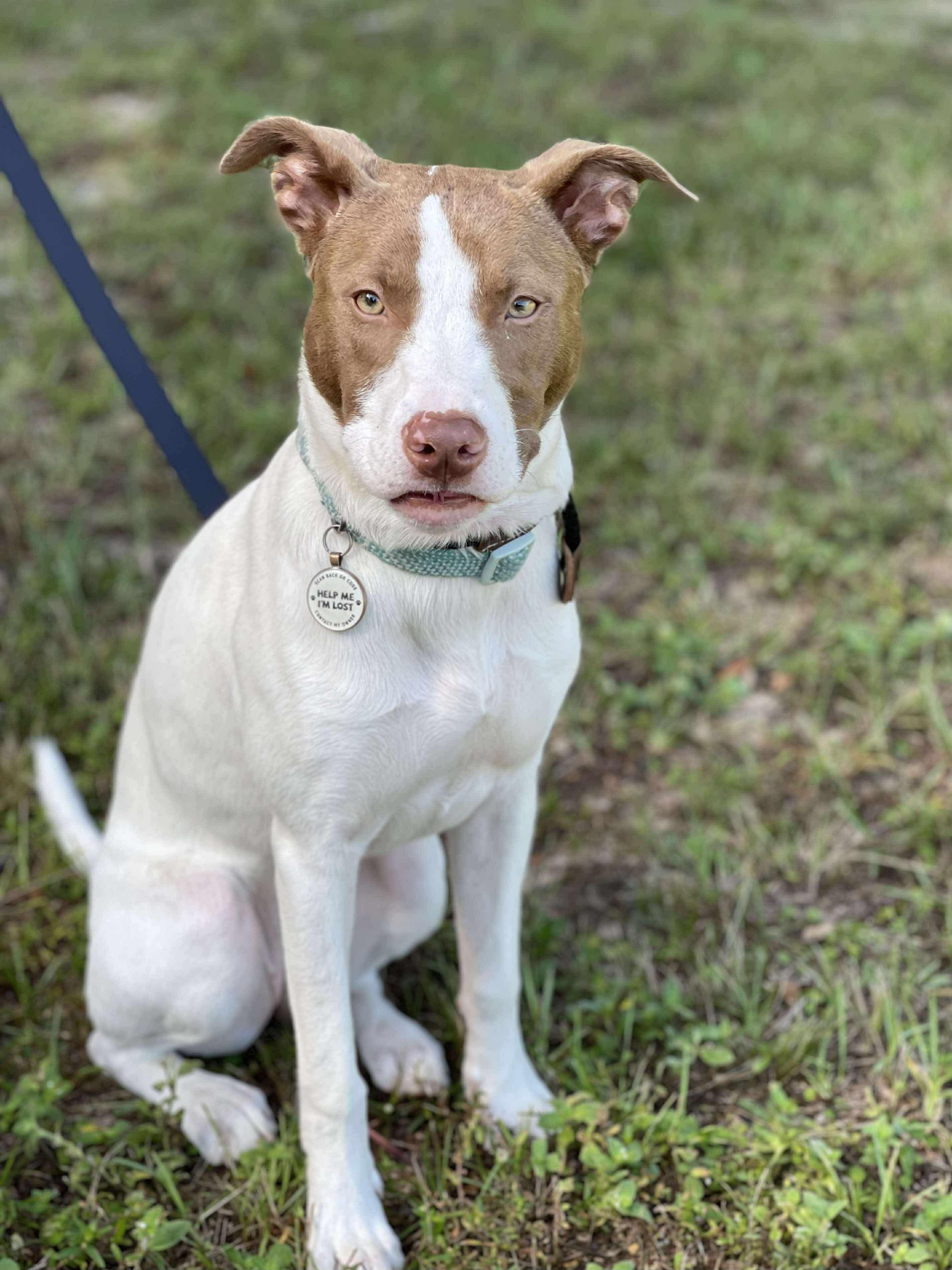 Opal, a Adoptable mixed breed in South Amboy, NJ image 5/5