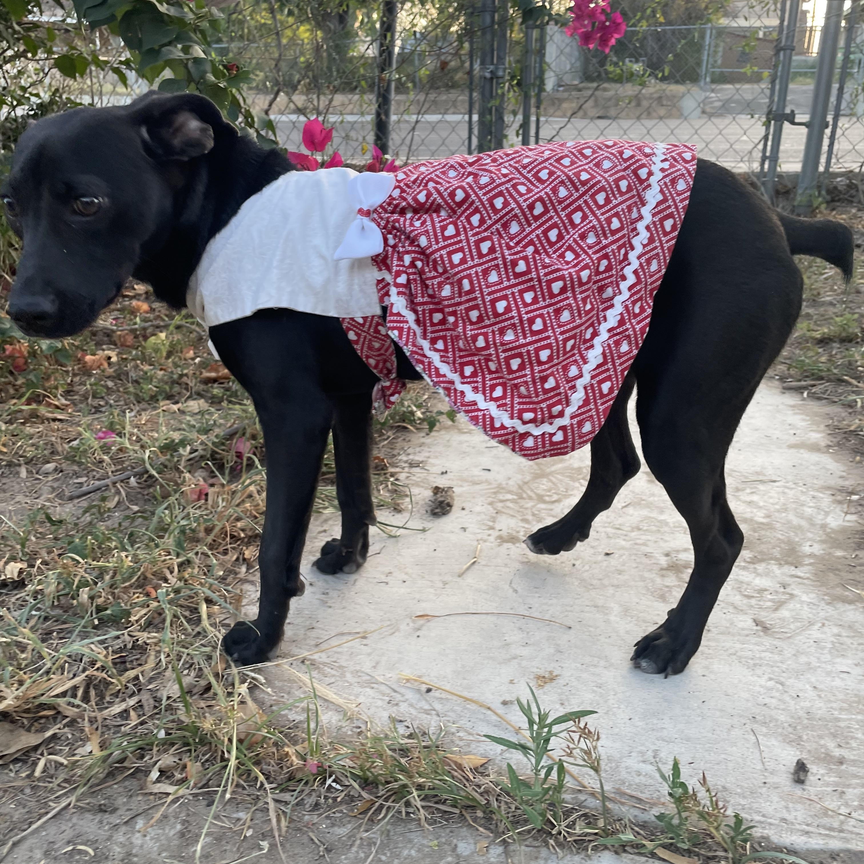 Enlarge Lluvia, a Adoptable mixed breed in Troy, IL image 1/6