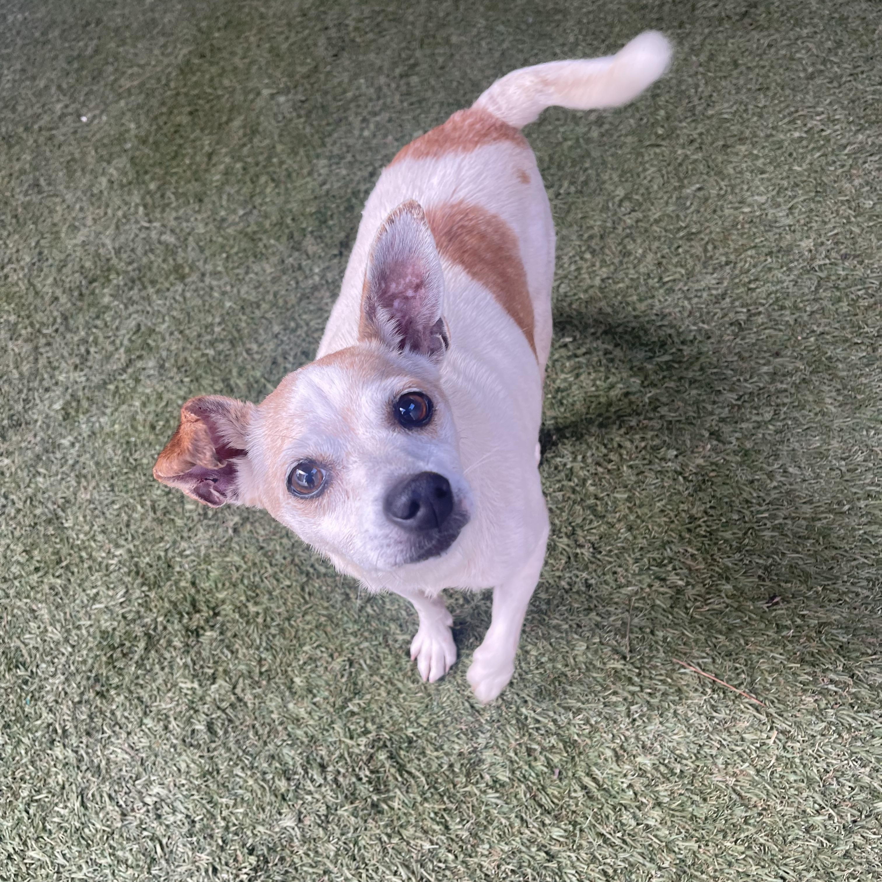 Enlarge Tinfoil, a Adoptable mixed breed in Baton Rouge, LA image 2/5