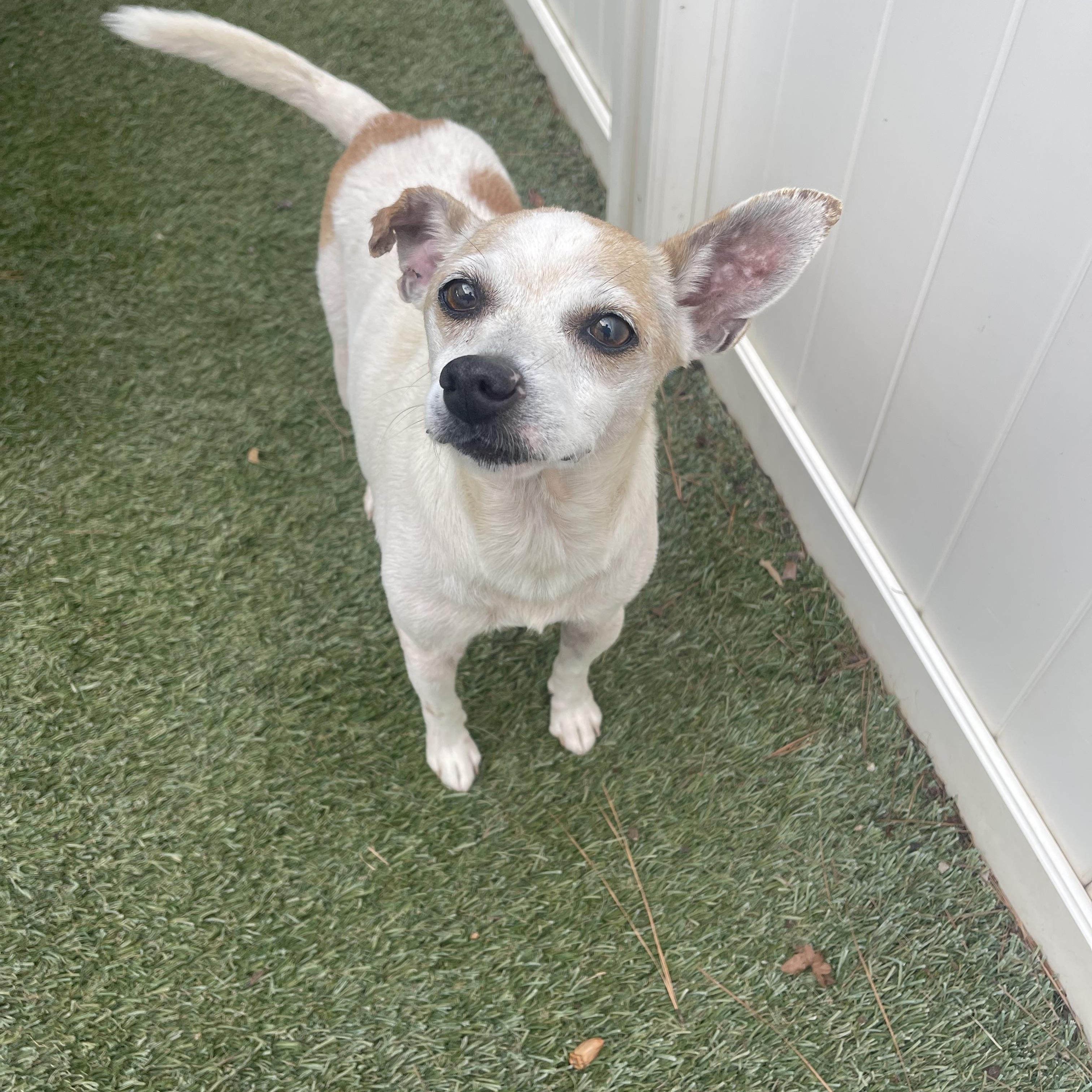 Enlarge Tinfoil, a Adoptable mixed breed in Baton Rouge, LA image 3/5