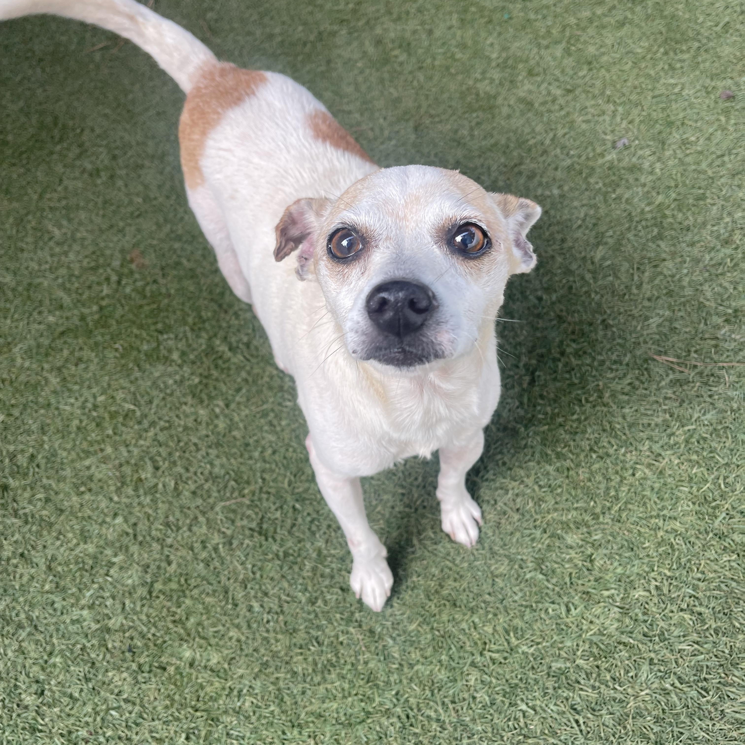 Enlarge Tinfoil, a Adoptable mixed breed in Baton Rouge, LA image 4/5