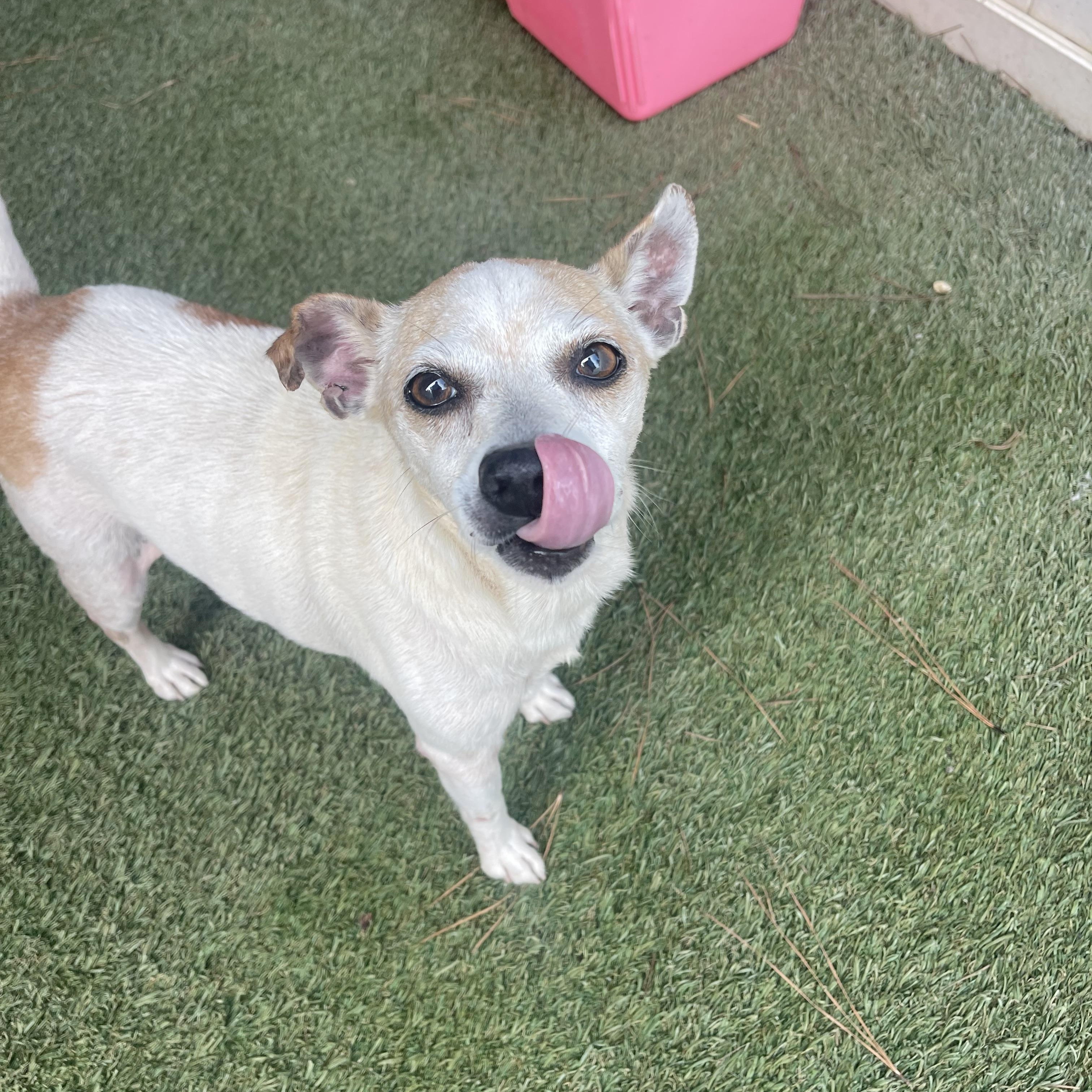 Tinfoil, Adoptable, Adult Male Chihuahua.
