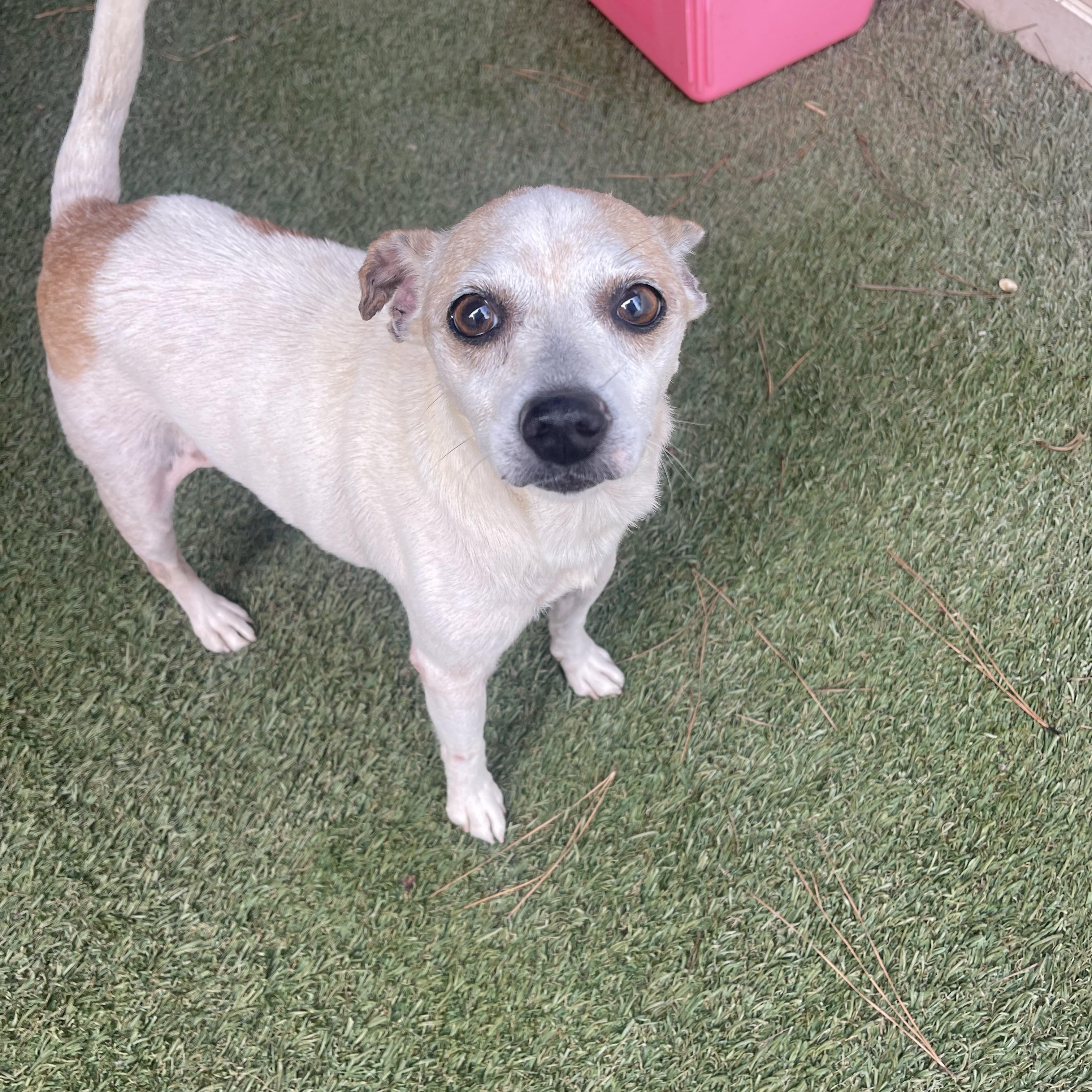 Enlarge Tinfoil, a Adoptable mixed breed in Baton Rouge, LA image 5/5