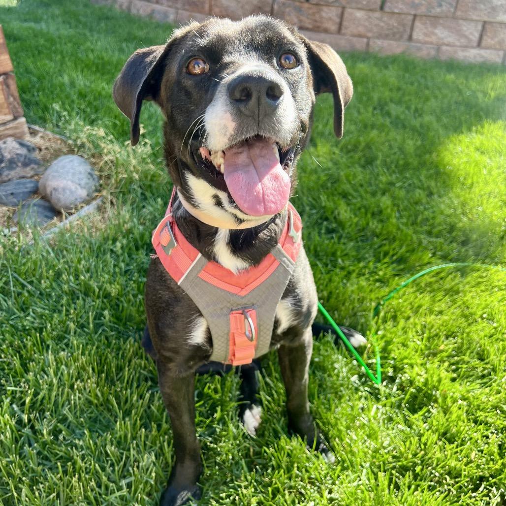 Elena, Adoptable, Adult Female Mixed Breed & Mixed Breed.