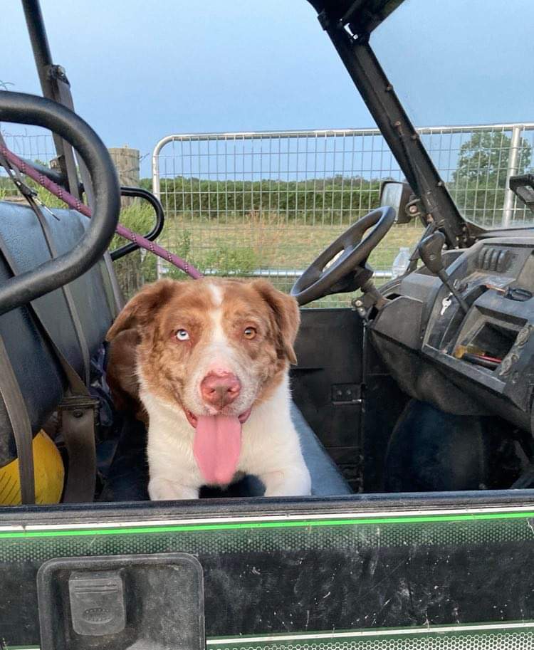 Twister, Adoptable, Adult Male Australian Shepherd.
