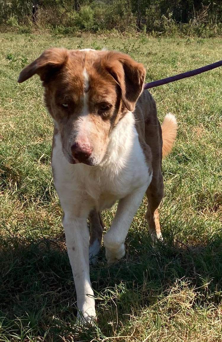 Twister, a Adoptable mixed breed in Brookshire, TX image 2/4
