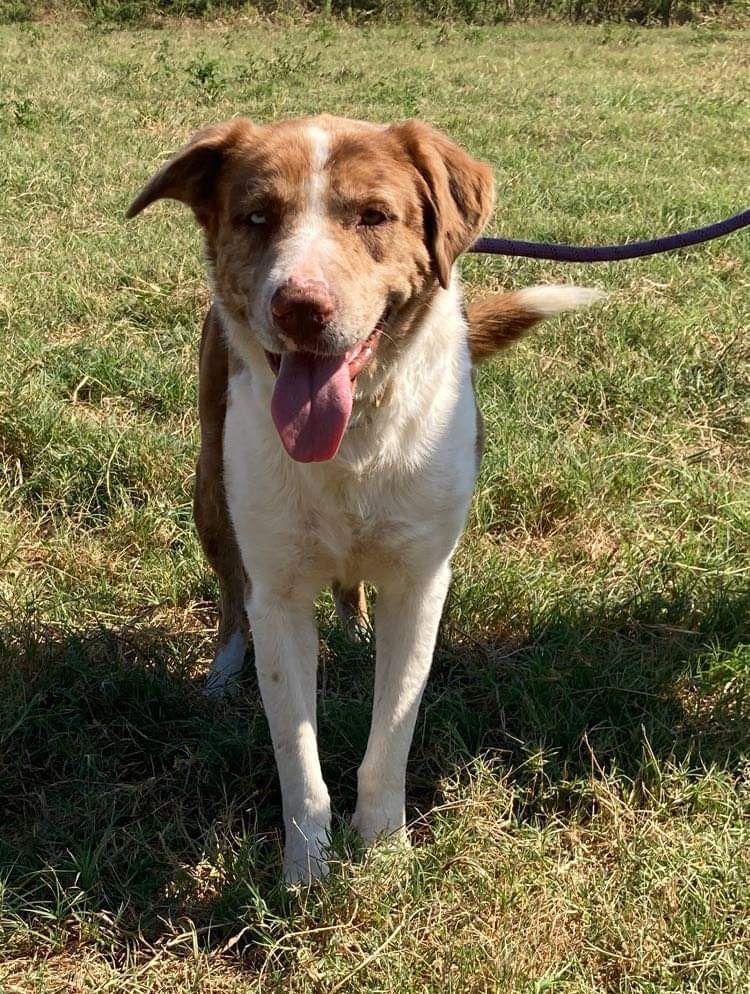 Twister, a Adoptable mixed breed in Brookshire, TX image 3/4