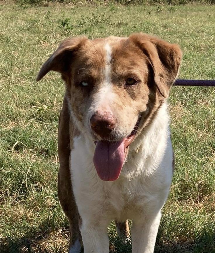 Twister, a Adoptable mixed breed in Brookshire, TX image 4/4