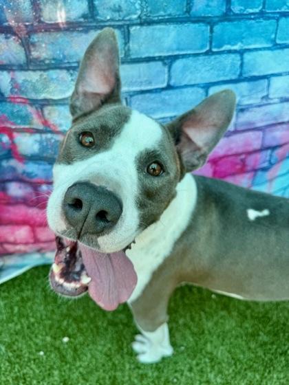 Enlarge Sparky, a Adoptable mixed breed in Port Saint Joe, FL image 1/3