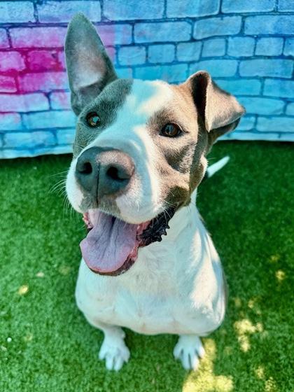 Enlarge Sparky, a Adoptable mixed breed in Port Saint Joe, FL image 2/3