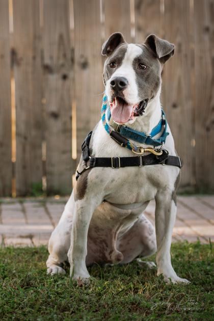 Enlarge Sparky, a Adoptable mixed breed in Port Saint Joe, FL image 3/3