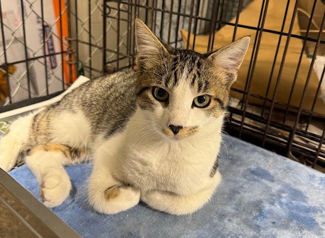 Nick, Adopted, Young Male Domestic Short Hair & Tabby.