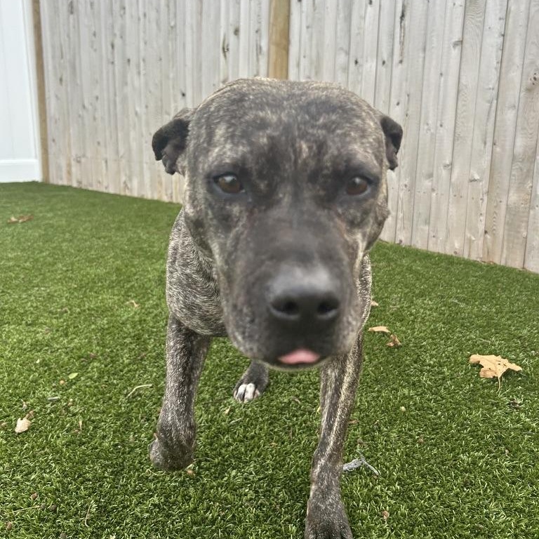 Enlarge Emily Elizabeth , an adopted Mixed Breed in New Bedford, MA image 5/5