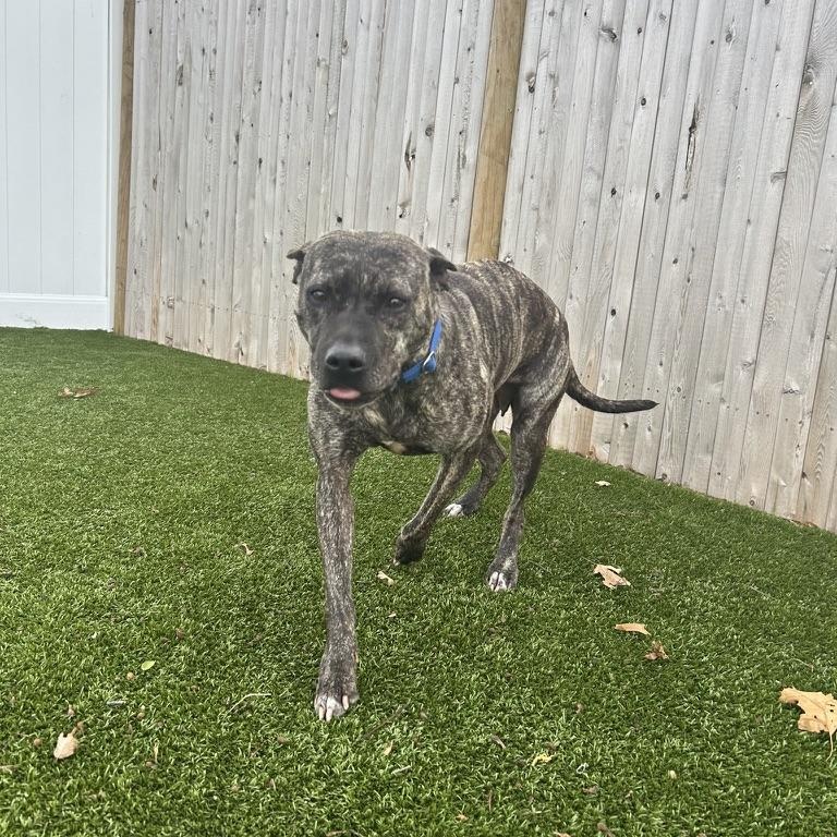 Enlarge Emily Elizabeth , an adopted Mixed Breed in New Bedford, MA image 1/5