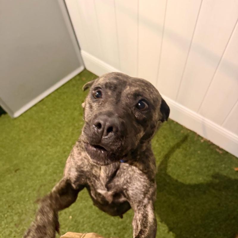 Enlarge Emily Elizabeth , an adopted Mixed Breed in New Bedford, MA image 3/5