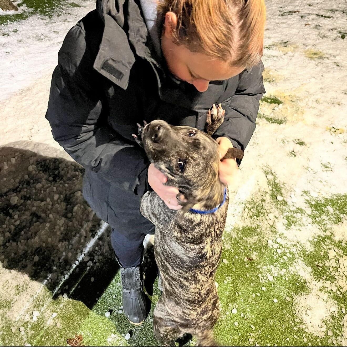 Enlarge Emily Elizabeth , an adopted Mixed Breed in New Bedford, MA image 2/5