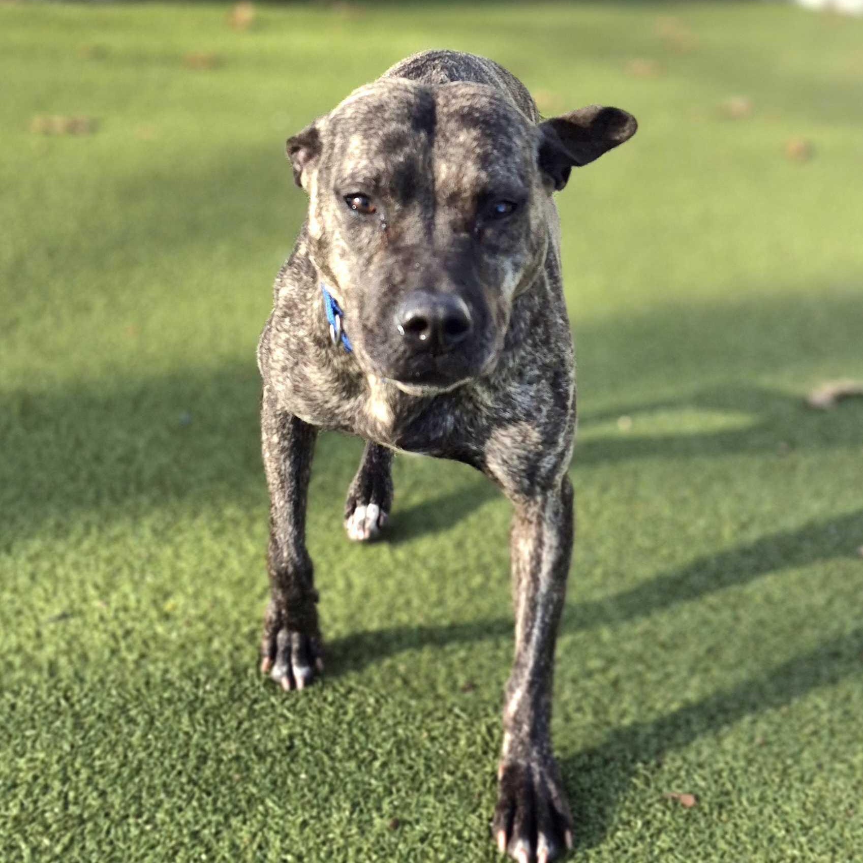 Enlarge Emily Elizabeth , an adopted Mixed Breed in New Bedford, MA image 4/5