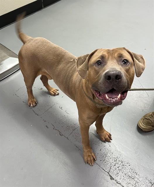 MeatBall, a ADOPTABLE Pit Bull Terrier in Phoenix, OR image 3/4