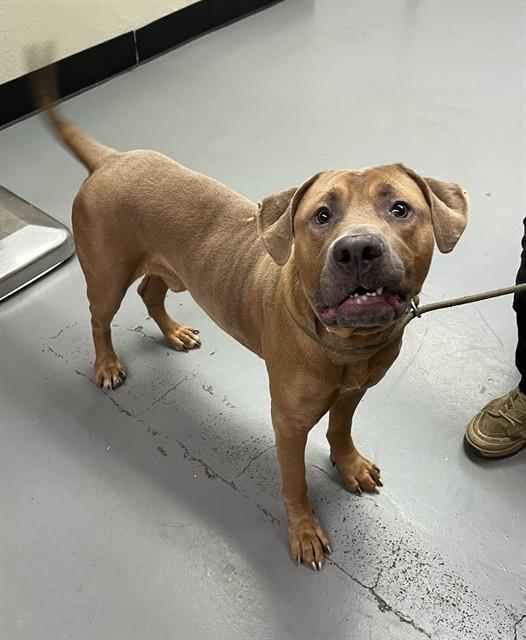 MeatBall, a ADOPTABLE Pit Bull Terrier in Phoenix, OR image 4/4