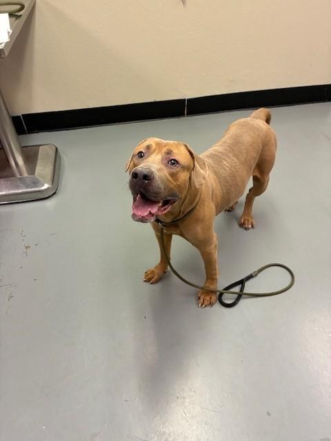 MeatBall, a ADOPTABLE Pit Bull Terrier in Phoenix, OR image 1/4