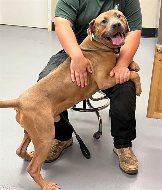 MeatBall, a ADOPTABLE Pit Bull Terrier in Phoenix, OR image 2/4