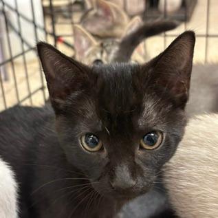 Dopey, Adoptable, Kitten Female Domestic Short Hair.