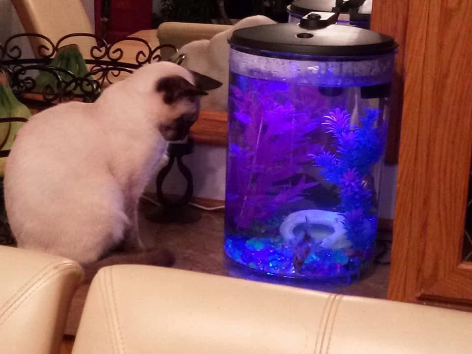 Enlarge Sushi, a Adopted Siamese in Ann Arbor, MI image 1/5