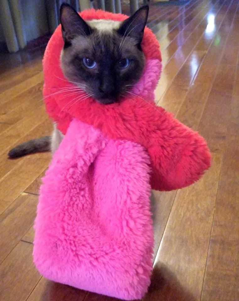 Enlarge Sushi, a Adopted Siamese in Ann Arbor, MI image 2/5