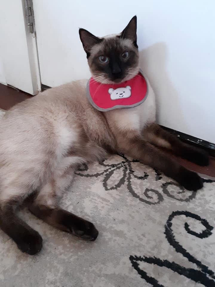 Enlarge Sushi, a Adopted Siamese in Ann Arbor, MI image 3/5