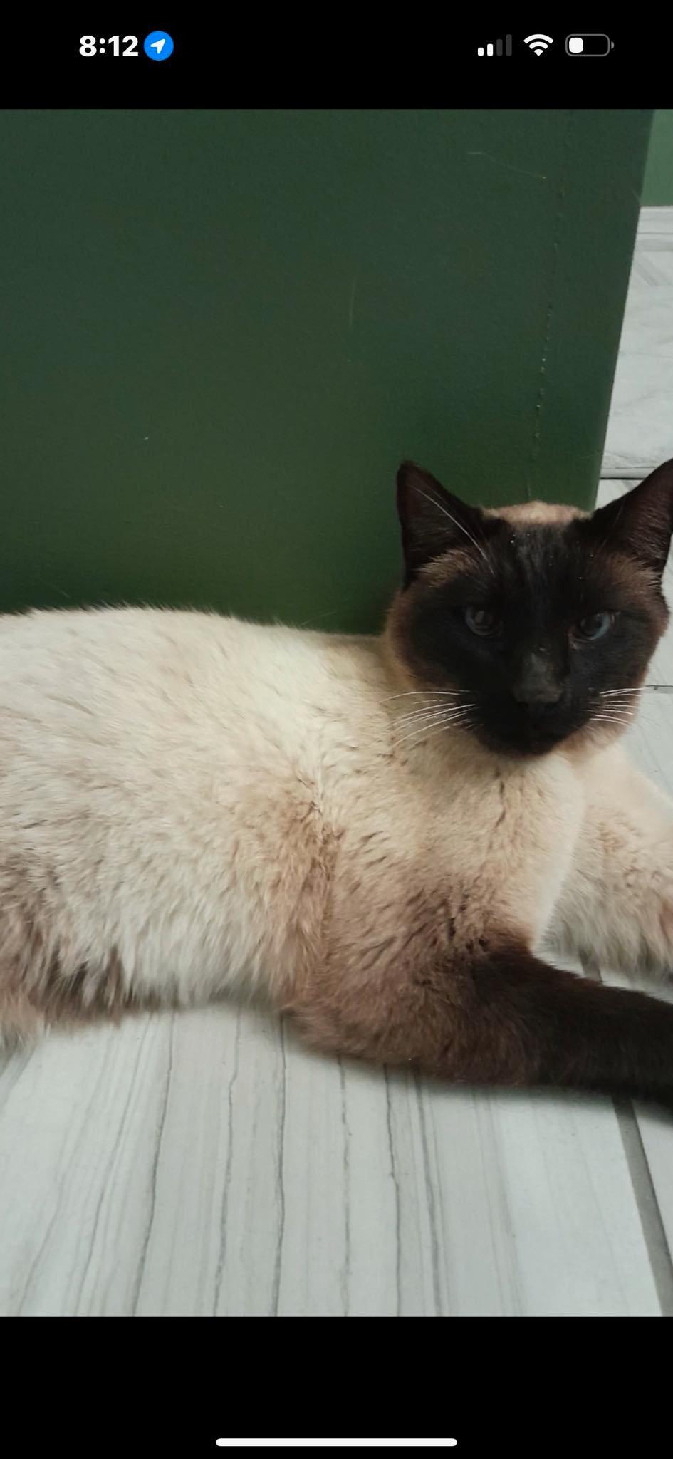 Enlarge Sushi, a Adopted Siamese in Ann Arbor, MI image 5/5